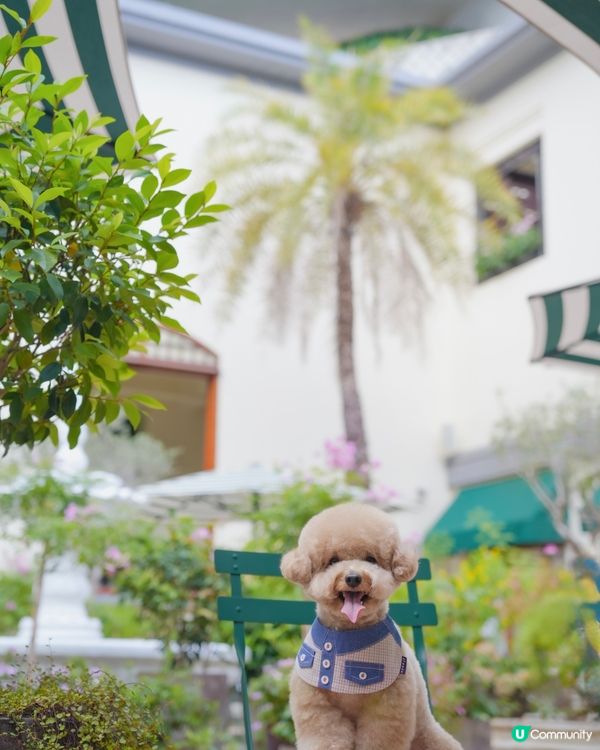 淺水灣 寵物必影推介 2📸