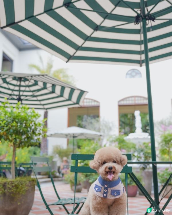 淺水灣 寵物必影推介 2📸