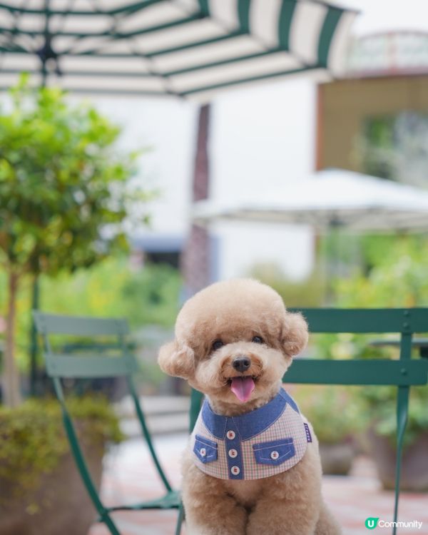 淺水灣 寵物必影推介 2📸