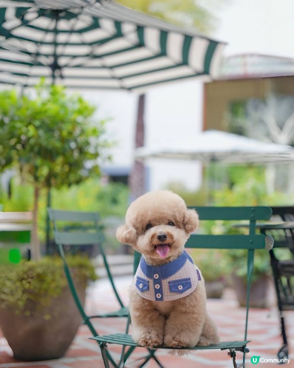 淺水灣 寵物必影推介 2📸