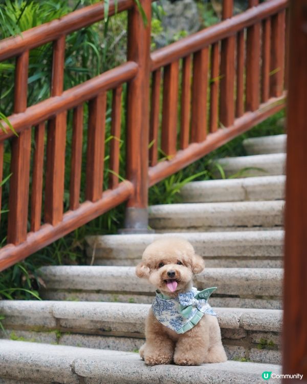 淺水灣 寵物必影推介 3📸