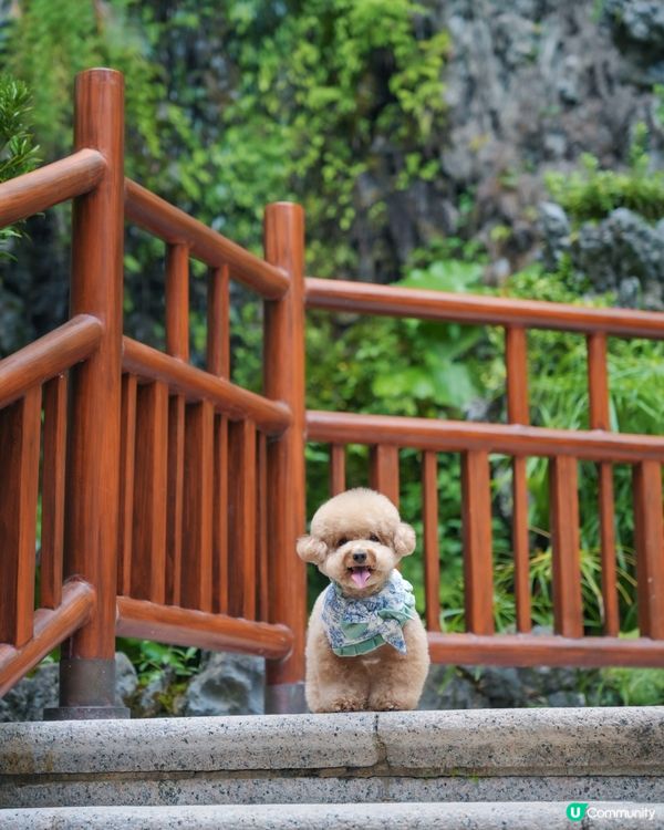淺水灣 寵物必影推介 3📸