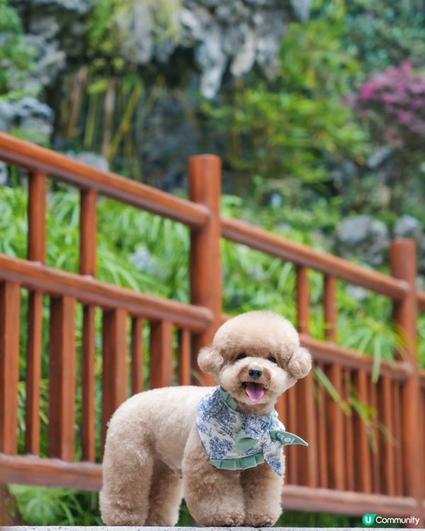 淺水灣 寵物必影推介 3📸