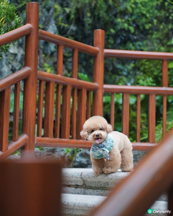 淺水灣 寵物必影推介 3📸