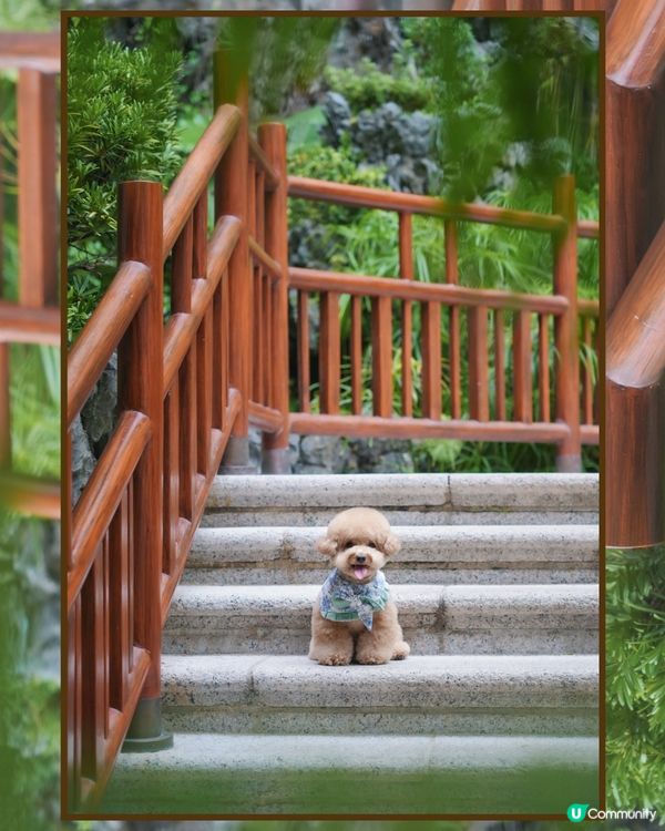 淺水灣 寵物必影推介 3📸