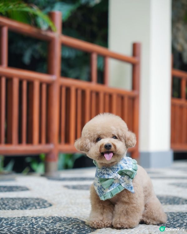 淺水灣 寵物必影推介 3📸