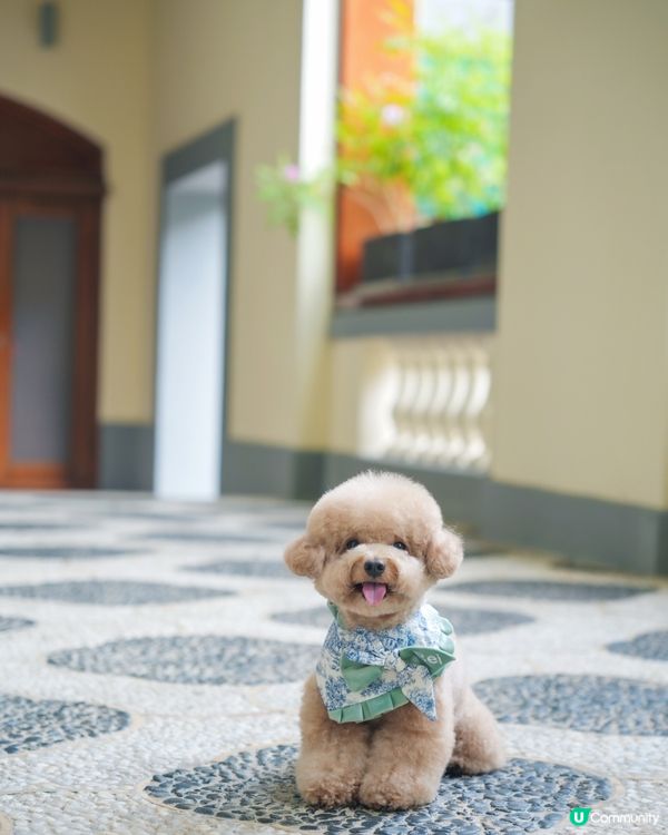 淺水灣 寵物必影推介 3📸