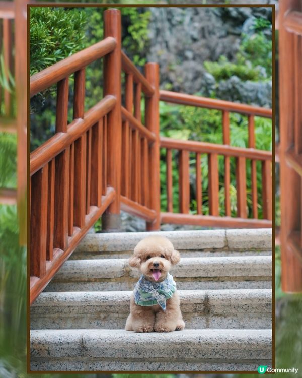 淺水灣 寵物必影推介 3📸