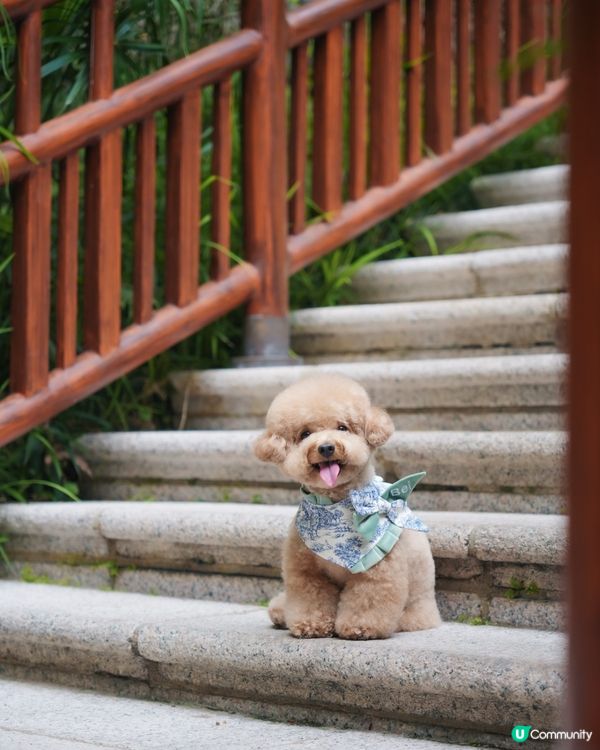 淺水灣 寵物必影推介 3📸