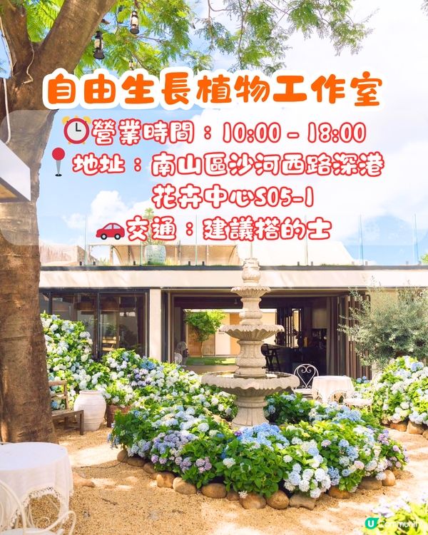 深圳繡球花咖啡店😍用上真花佈置5大打卡位！打造浪漫南法露天花園～