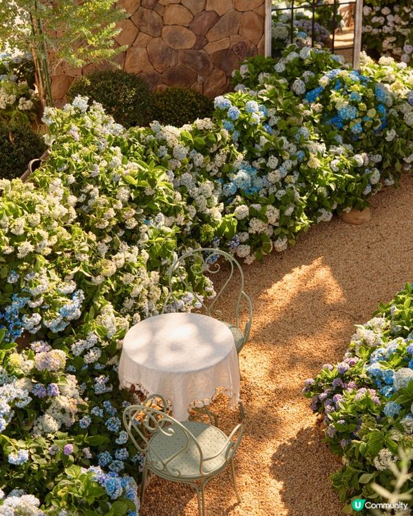 深圳繡球花咖啡店😍用上真花佈置5大打卡位！打造浪漫南法露天花園～