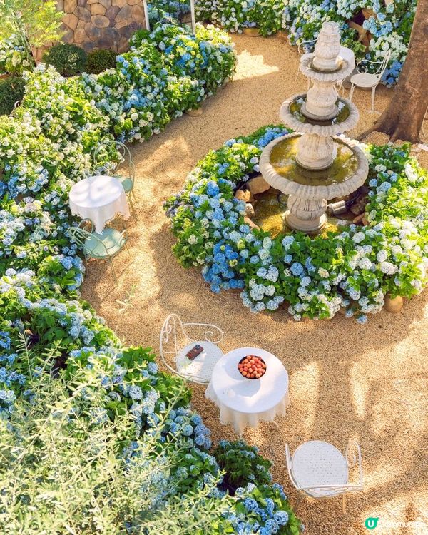 深圳繡球花咖啡店😍用上真花佈置5大打卡位！打造浪漫南法露天花園～