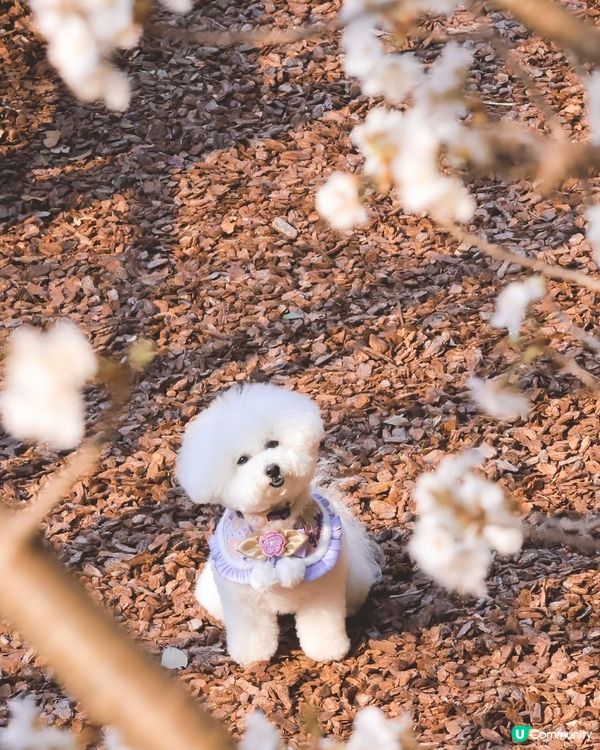 帶狗去日本賞櫻🩷嘆溫泉旅館