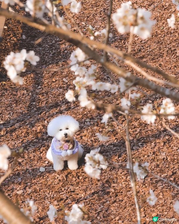 帶狗去日本賞櫻🩷嘆溫泉旅館