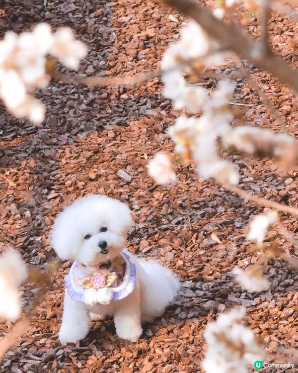 帶狗去日本賞櫻🩷嘆溫泉旅館