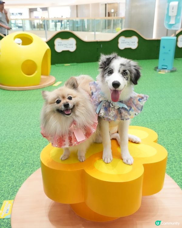 THE SOUTHSIDE-SUMMER PAWTY