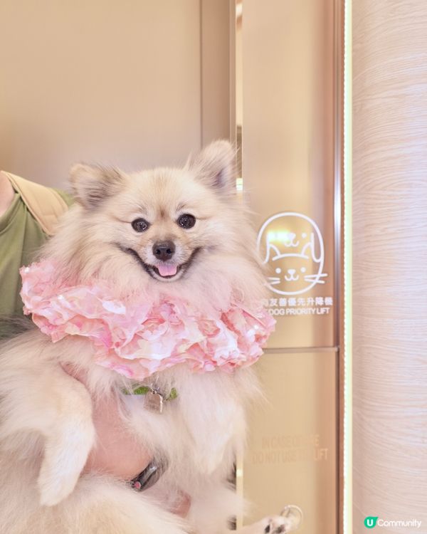 THE SOUTHSIDE-SUMMER PAWTY