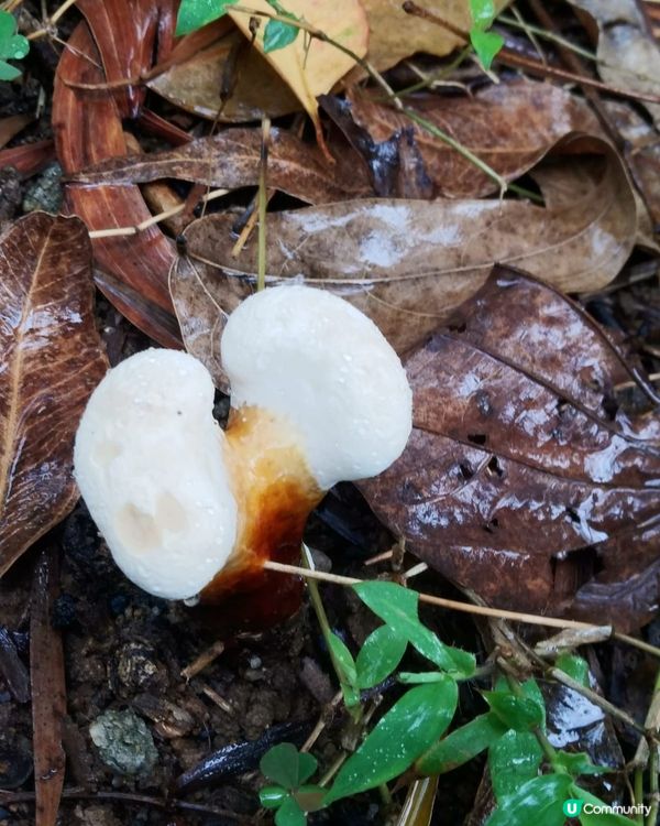 孖生怪菇