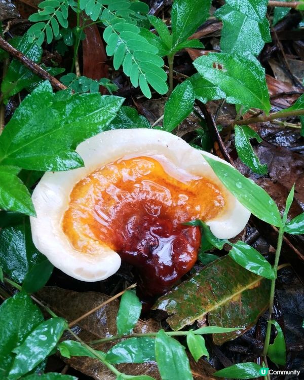 朱古力菇?