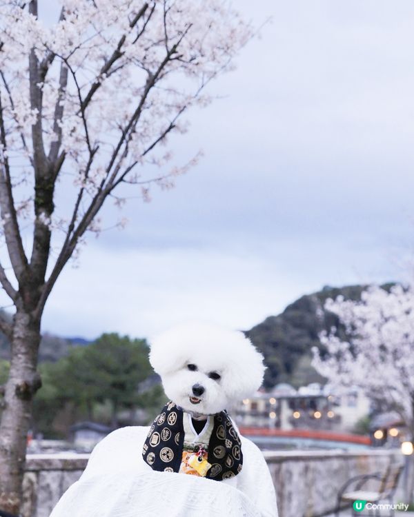 宇治川の櫻花 🌸 陰天都咁靚！😍