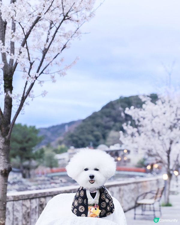 宇治川の櫻花 🌸 陰天都咁靚！😍