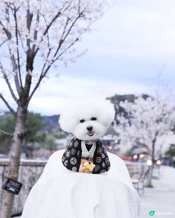 宇治川の櫻花 🌸 陰天都咁靚！😍