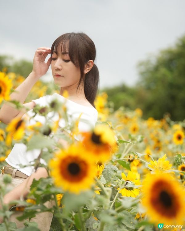 隱世向日葵花海｜免費入場