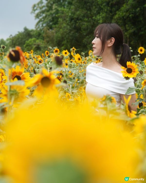隱世向日葵花海｜免費入場