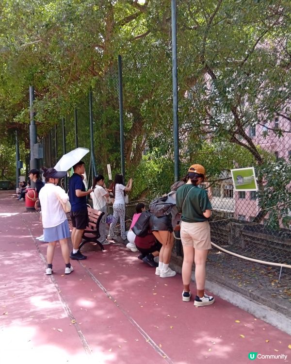 科士街打卡熱點📸！內地遊客都讚靚🤩！