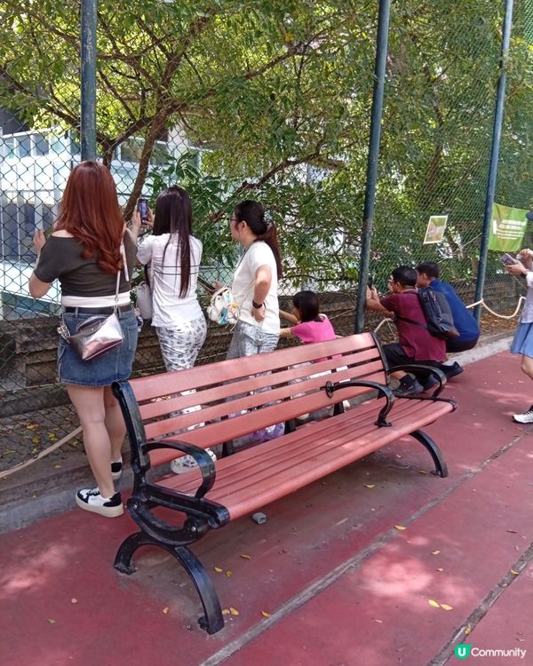 科士街打卡熱點📸！內地遊客都讚靚🤩！