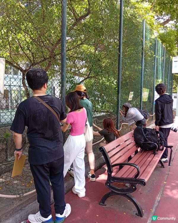 科士街打卡熱點📸！內地遊客都讚靚🤩！