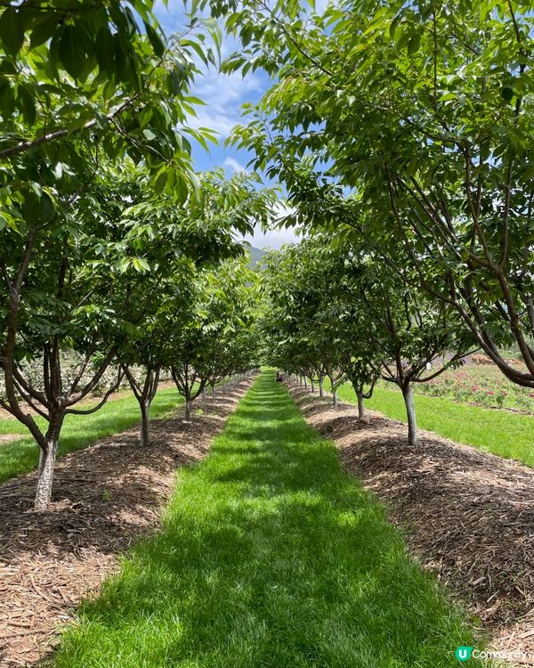 願你走進忘憂世界 與我一起走花路🦋🍄🌹🌺🌸🌼🪻🪷🌻🌷💐