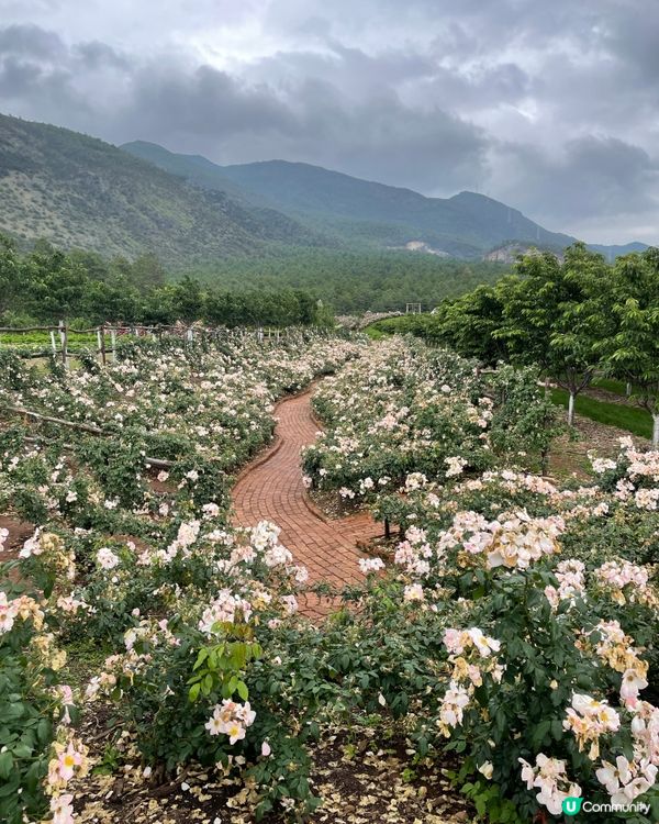 願你走進忘憂世界 與我一起走花路🦋🍄🌹🌺🌸🌼🪻🪷🌻🌷💐