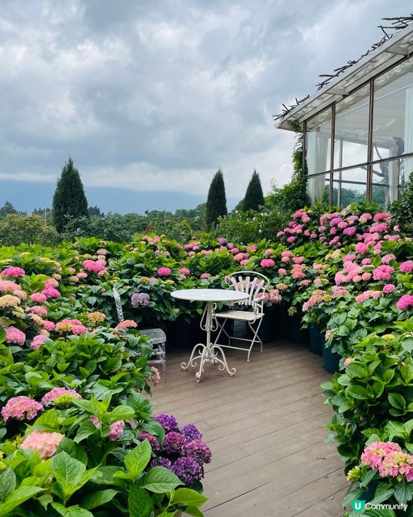 願你走進忘憂世界 與我一起走花路🦋🍄🌹🌺🌸🌼🪻🪷🌻🌷💐