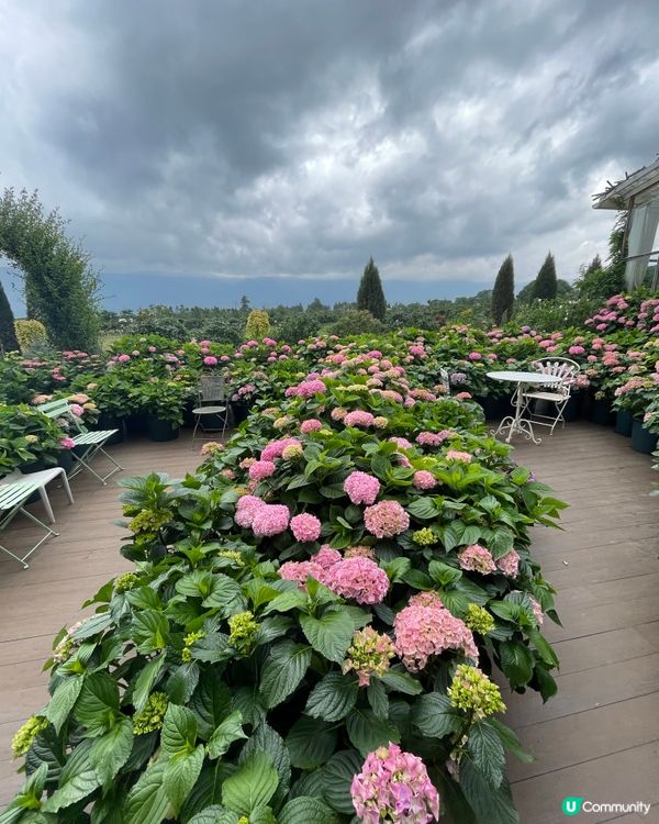 願你走進忘憂世界 與我一起走花路🦋🍄🌹🌺🌸🌼🪻🪷🌻🌷💐