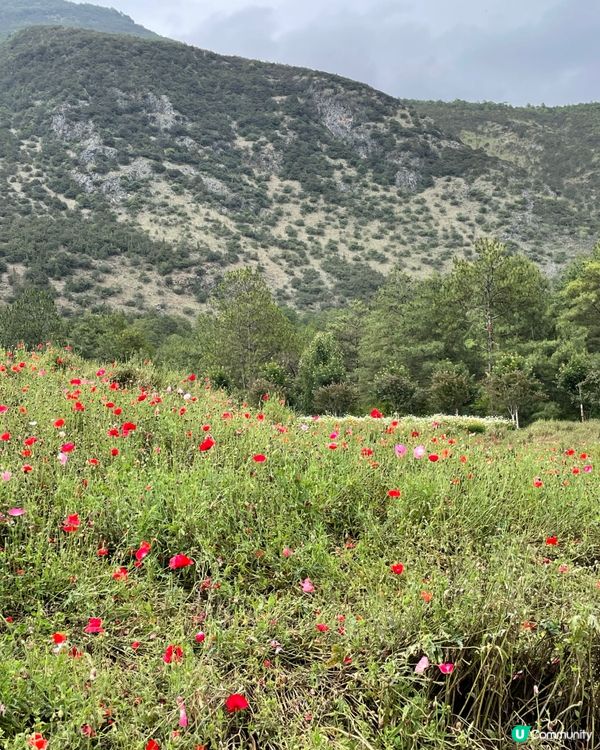 願你走進忘憂世界 與我一起走花路🦋🍄🌹🌺🌸🌼🪻🪷🌻🌷💐