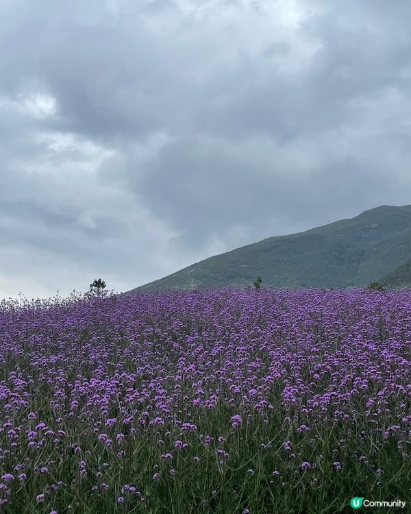 願你走進忘憂世界 與我一起走花路🦋🍄🌹🌺🌸🌼🪻🪷🌻🌷💐