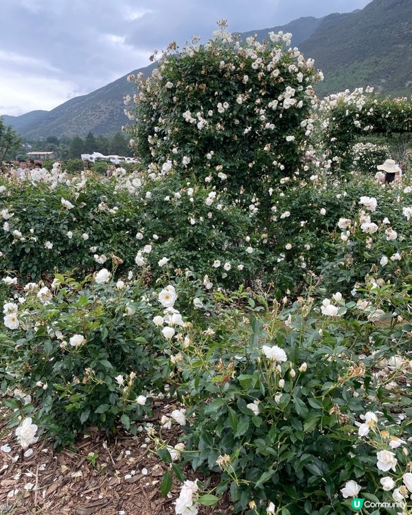願你走進忘憂世界 與我一起走花路🦋🍄🌹🌺🌸🌼🪻🪷🌻🌷💐