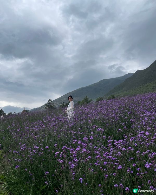 願你走進忘憂世界 與我一起走花路🦋🍄🌹🌺🌸🌼🪻🪷🌻🌷💐