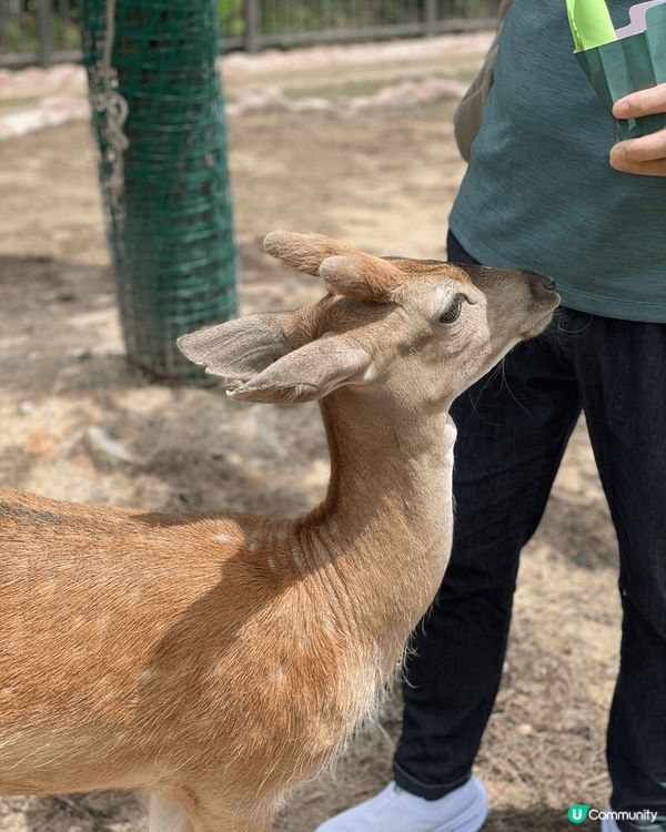 全新亮點搶先看｜清遠長隆森林王國 2025 必玩推薦