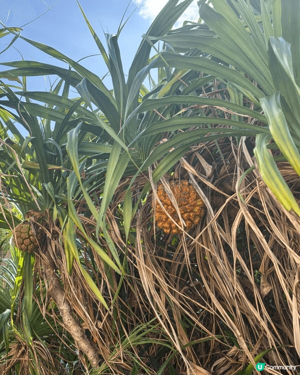係香港嘅郊野公園