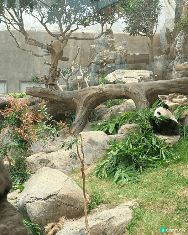 推介打卡點梗係去海洋公園搵家家同德德影相打卡，兩個真係好cu...