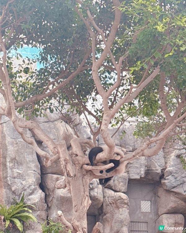 推介打卡點梗係去海洋公園搵家家同德德影相打卡，兩個真係好cu...