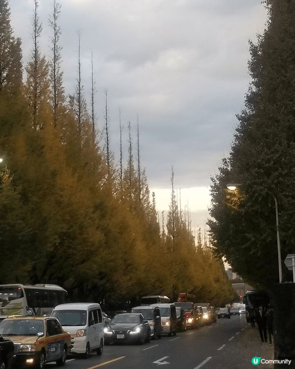 東京打卡點，雖然不是全黃，但已經十分美，全黃時更美!
