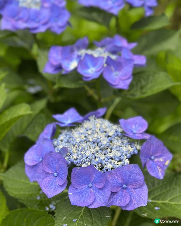 日本九州久留米市的千光寺，6月為紫陽花（繡球花）盛開的時間，...