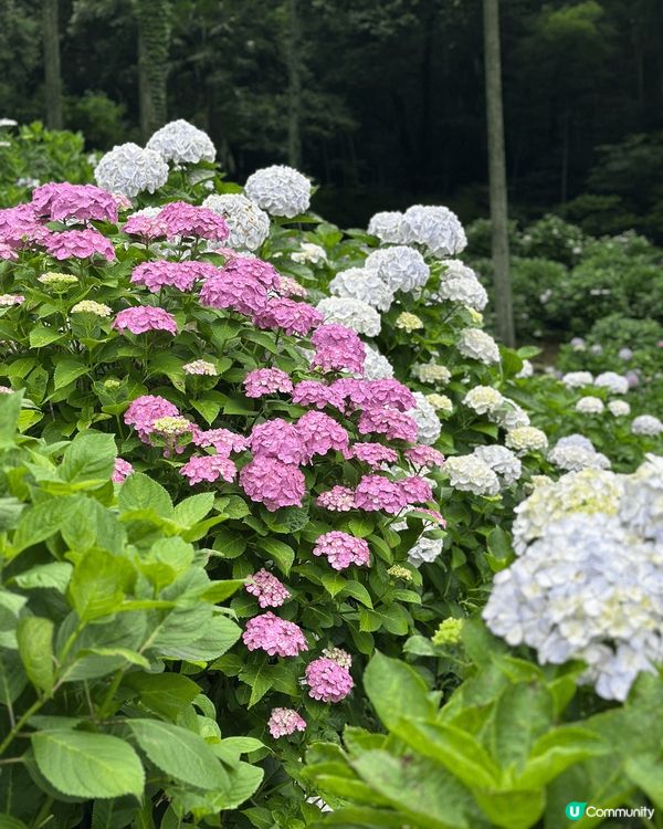 日本九州久留米市的千光寺，6月為紫陽花（繡球花）盛開的時間，...