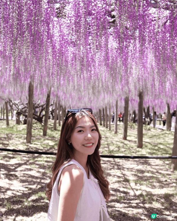 💜夢幻紫藤隧道💜