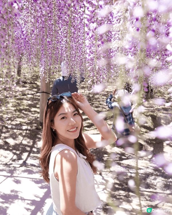 💜夢幻紫藤隧道💜