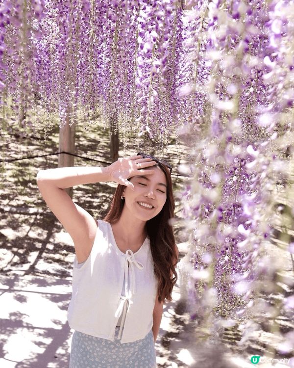 💜夢幻紫藤隧道💜