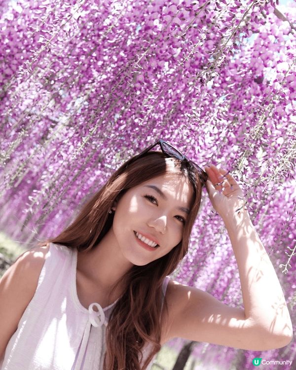 💜夢幻紫藤隧道💜